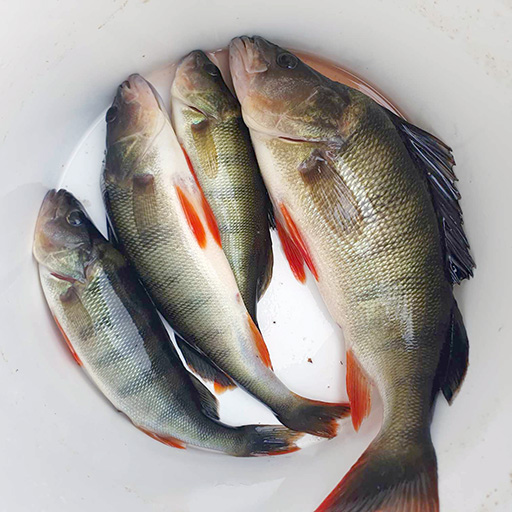 Lagerbild 4 från diabeteslägret